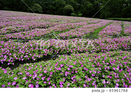 森林公園(埼玉)のペチュニアの花畑 森林公園(埼玉)のペチュニアの花畑 65961768