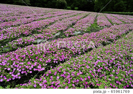森林公園(埼玉)のペチュニアの花畑 森林公園(埼玉)のペチュニアの花畑 65961769
