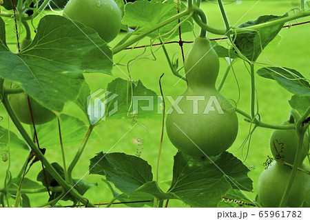 森林公園（埼玉）の瓢箪の実 65961782