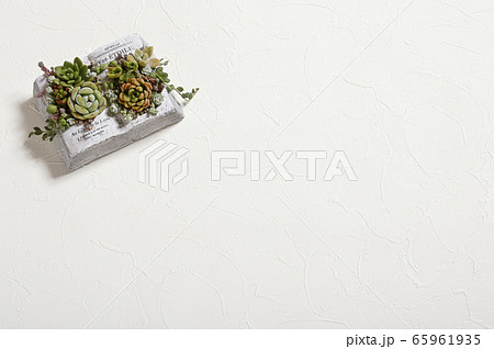 多肉植物の世界へようこそ 多肉植物の世界へようこそ 65961935