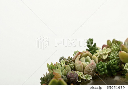 多肉植物の世界へようこそ 多肉植物の世界へようこそ 65961939