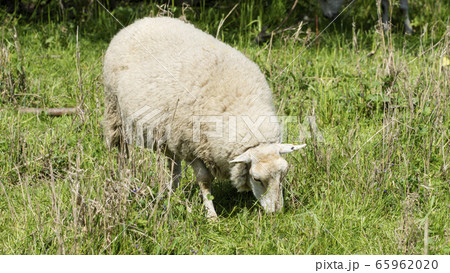 Sheep in a meadow  65962020