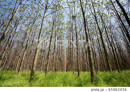 Paulownia tomentosa with fresh leaves  65962056