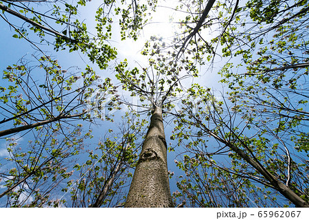 Paulownia tomentosa with fresh leaves Paulownia tomentosa with fresh leaves 65962067