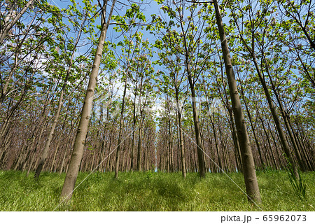 Paulownia tomentosa with fresh leaves  65962073