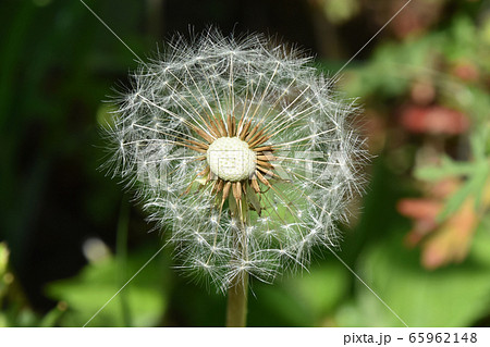 タンポポの綿毛 65962148