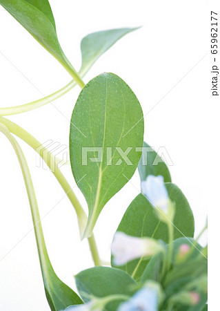 オイスターリーフ オイスターリーフ 65962177