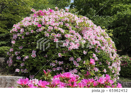 五月山のツツジ 65962452