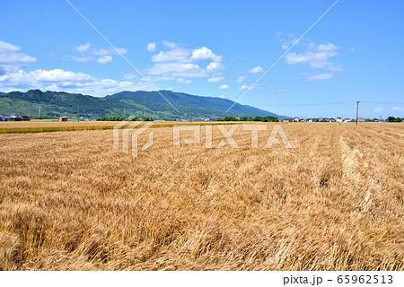 麦秋 麦畑 耳納連山 初夏の風景 収穫イメージ 麦秋至る 麦秋 麦畑 耳納連山 初夏の風景 収穫イメージ 麦秋至る 65962513