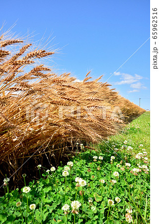 麦秋　麦畑　初夏の風景　収穫イメージ　麦秋至る 65962516