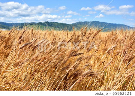 麦秋　麦畑　初夏の風景　収穫イメージ　麦秋至る 65962521