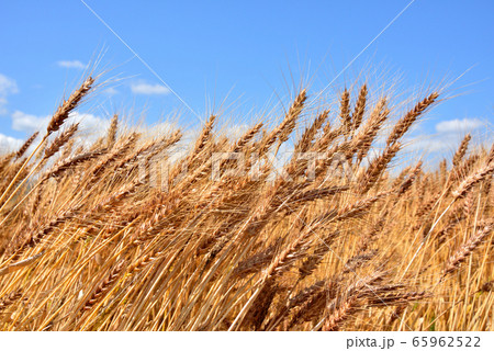 麦秋 麦畑 初夏の風景 収穫イメージ 麦秋至る 麦秋 麦畑 初夏の風景 収穫イメージ 麦秋至る 65962522