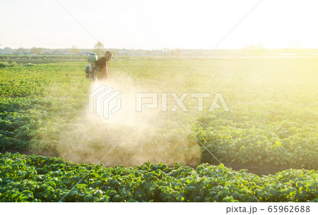 A farmer sprays a potato plantation with pesticides. Protecting against insect plants and fungal infections. Agriculture and agribusiness, agricultural industry. The use of chemicals in agriculture. 65962688