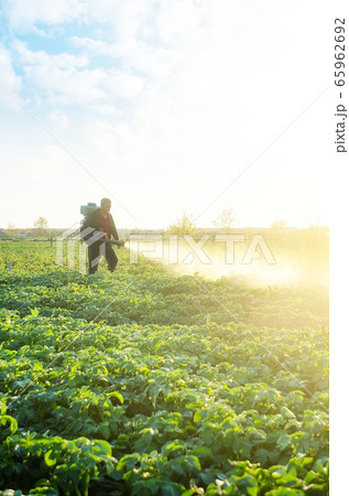 A farmer sprays a potato plantation with pesticides. Protecting against insect plants and fungal infections. The use of chemicals in agriculture. Agriculture and agribusiness, agricultural industry. A farmer sprays a potato plantation with pesticides. Protecting against insect plants and fungal infections. The use of chemicals in agriculture. Agriculture and agribusiness, agricultural industry. 65962692