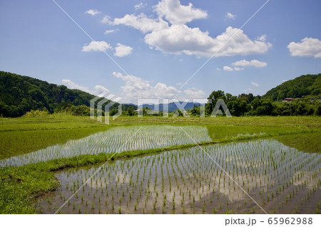初夏の水田 初夏の水田 65962988
