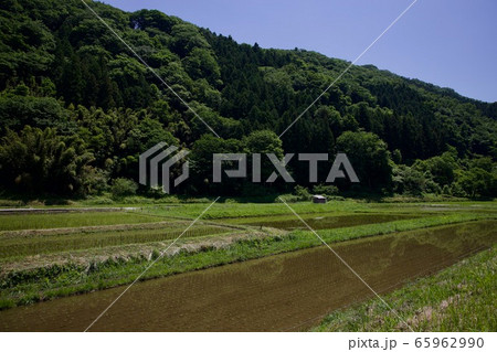 初夏の水田 初夏の水田 65962990