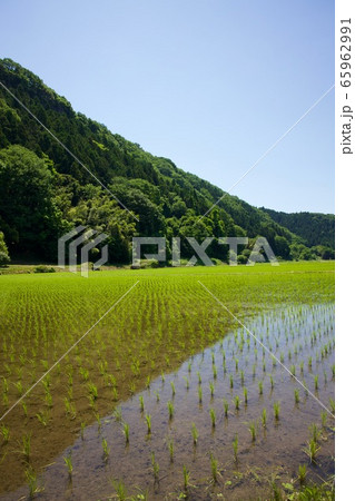 初夏の水田 65962991