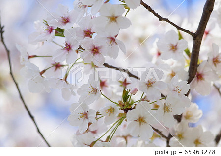 桜花 桜花 65963278
