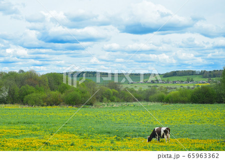 The cow walks in the field against the background 65963362