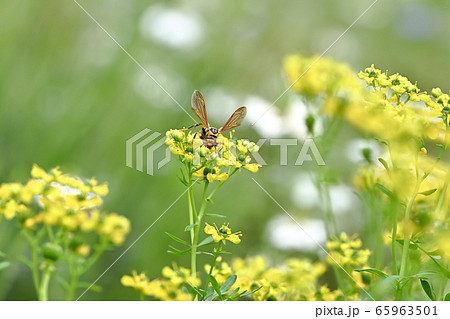 キアシナガバチ 65963501