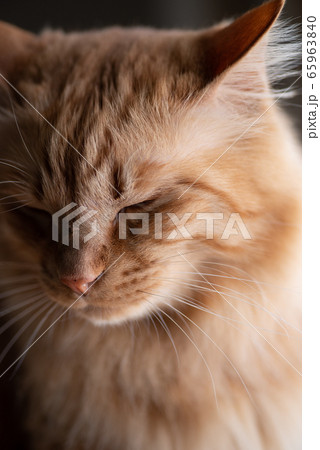 眠そうな猫 茶トラ猫 眠そうな猫 茶トラ猫 65963840