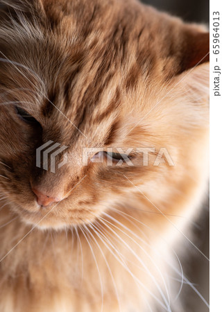 眠そうな猫 茶トラ猫 眠そうな猫 茶トラ猫 65964013