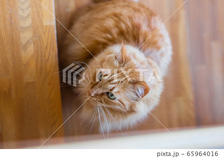 可愛いネコちゃん 茶トラ猫 可愛いネコちゃん 茶トラ猫 65964016