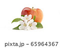 Isolated apple blossom and big red apple 65964367