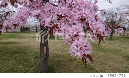 大山桜 大山桜 65964791