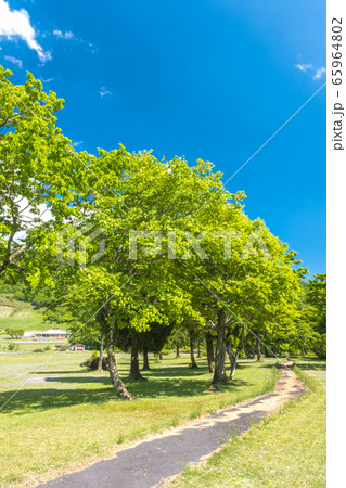 鳥取県　大山鏡ヶ成  初夏の風景 65964802