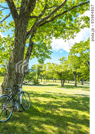 鳥取県 大山鏡ヶ成 初夏の風景 鳥取県 大山鏡ヶ成 初夏の風景 65964807