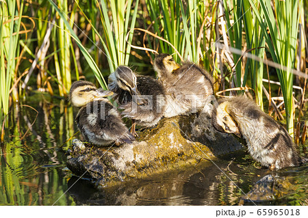 小さな岩の上で身を寄せ合って休憩するカルガ 65965018