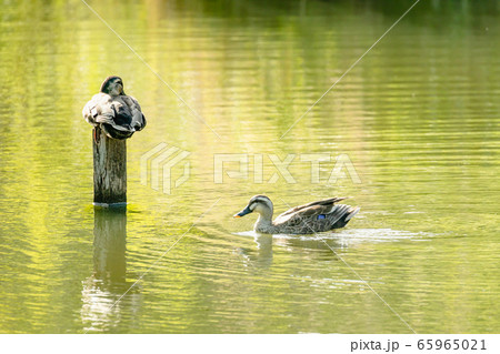 池の水面を泳ぐカモ 65965021