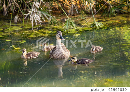 池の水面を泳ぐカモ 65965030