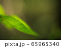 雫のある葉 65965340
