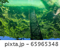 水面に映る緑 65965348