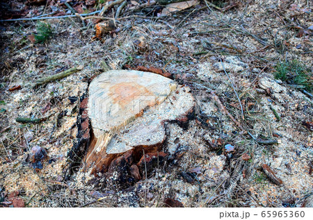 Stump of the felled living tree in the forest. Stump of the felled living tree in the forest. 65965360
