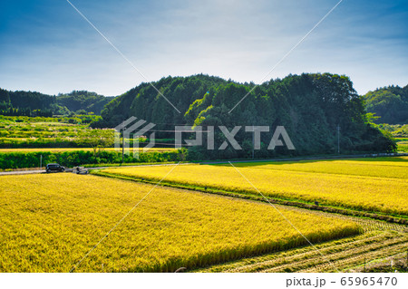 稲刈り　お米の収穫 65965470