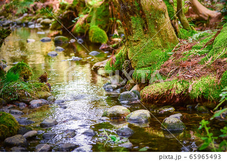 富山県杉沢の沢スギにて 65965493