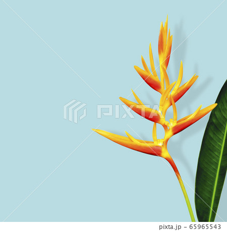 Heliconia flower and leaf with shadow Heliconia flower and leaf with shadow 65965543