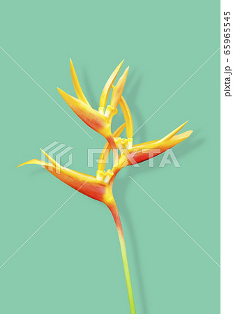 Heliconia flower with shadow on green background Heliconia flower with shadow on green background 65965545