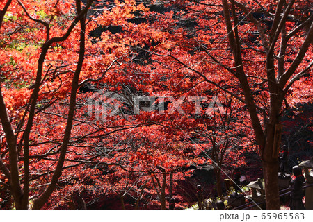 大山寺 紅葉 大山寺 紅葉 65965583