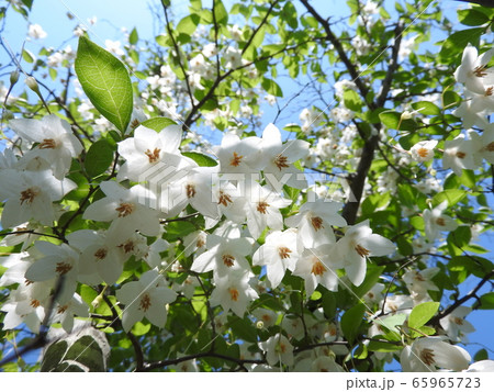 下向きに咲くエゴノキの花の写真素材