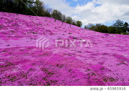 太陽の丘えんがる公園の満開の芝ざくら 65965916