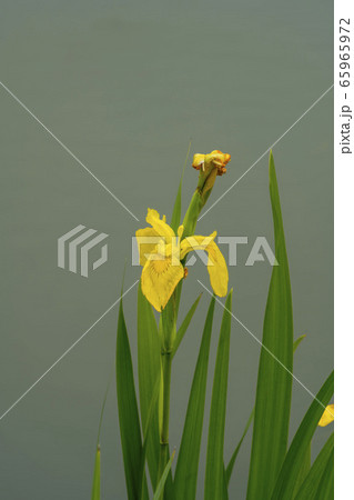 自然 風景 韓国 65965972