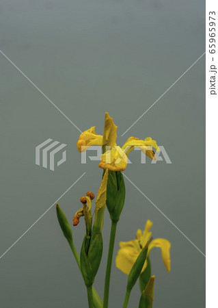 自然 風景 韓国 65965973