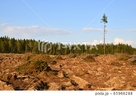 Cut trees in the forest. Deforestation and Illegal Logging, international trade in illegal timber 65966288