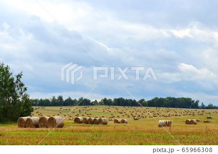 View of a wheat field with sheaves. View of a wheat field with sheaves. 65966308