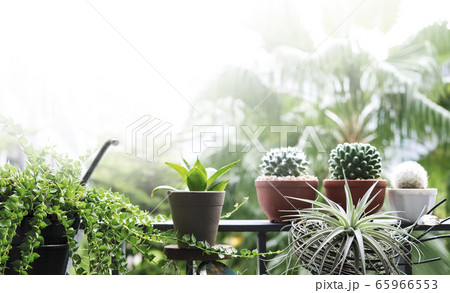 Home and garden concept of tree and plant 65966553