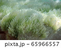 Underwater photography - landscape with seaweeds 65966557
